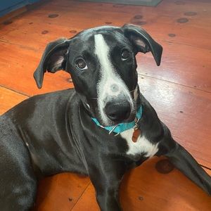 Meet your Posher, Meghan